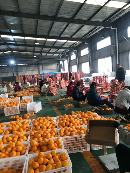东坡区 打造精品水果 香飘国际市场